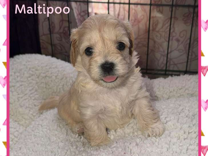 SOOKIE magnifique femelle