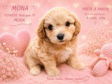 Dernière femelle maltipoo prête à partir