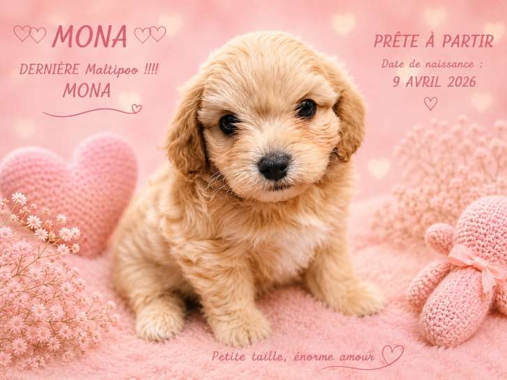 Dernière femelle maltipoo prête à partir