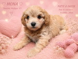 Dernière femelle maltipoo prête à partir