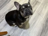 Chiot femelle Bouledogue Français à vendre