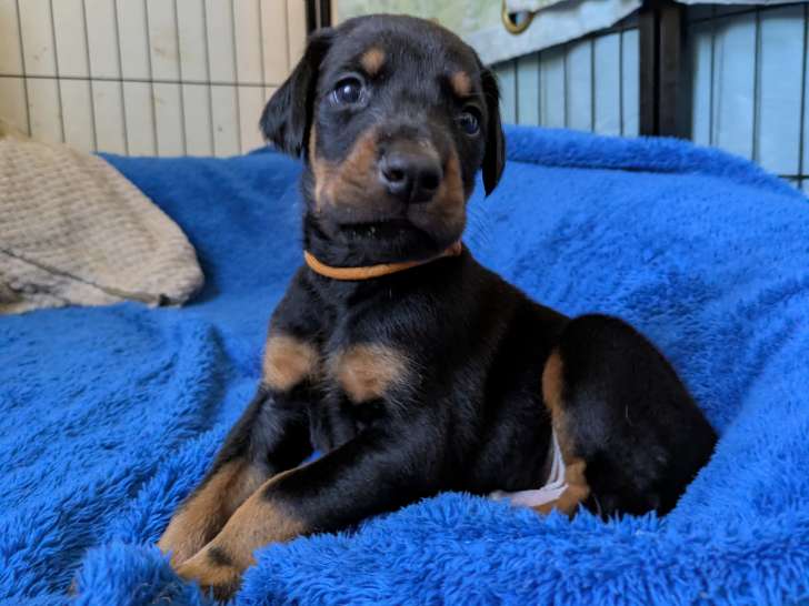 Chiots Dobermann à vendre