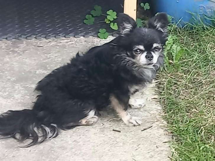 Chihuahua de 9 ans à donner