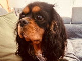 Mâle Cavalier King Charles Spaniel disponible pour saillie