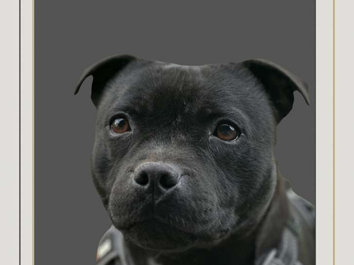 Chiots Staffie à réserver pour une naissance en décembre 2025