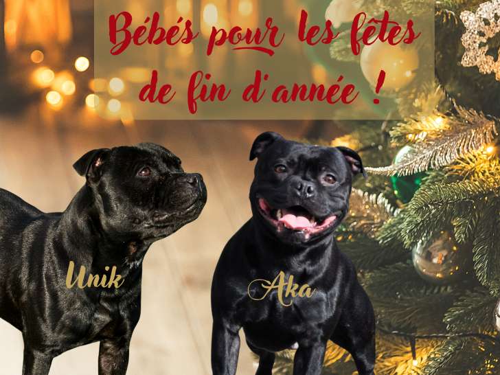 Chiots Staffie à réserver pour une naissance en décembre 2025