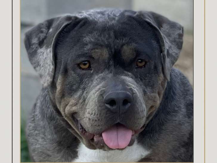 Chiots American Bully petit standard à naître en 2026