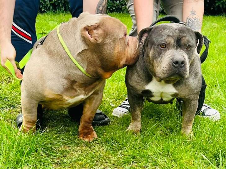 Chiots American Bully petit standard à naître en 2026