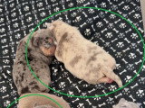 Chiots American Bully petit standard