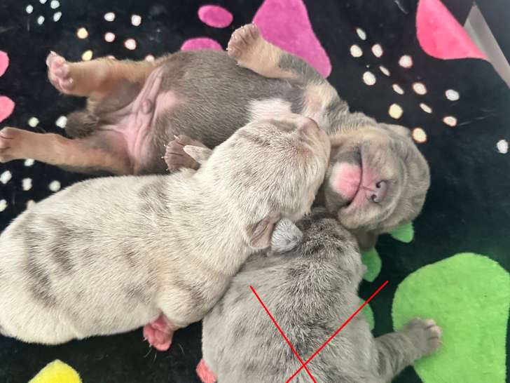 Chiots American Bully petit standard