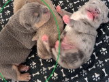 Chiots American Bully petit standard
