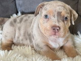 Chiots American Bully petit standard