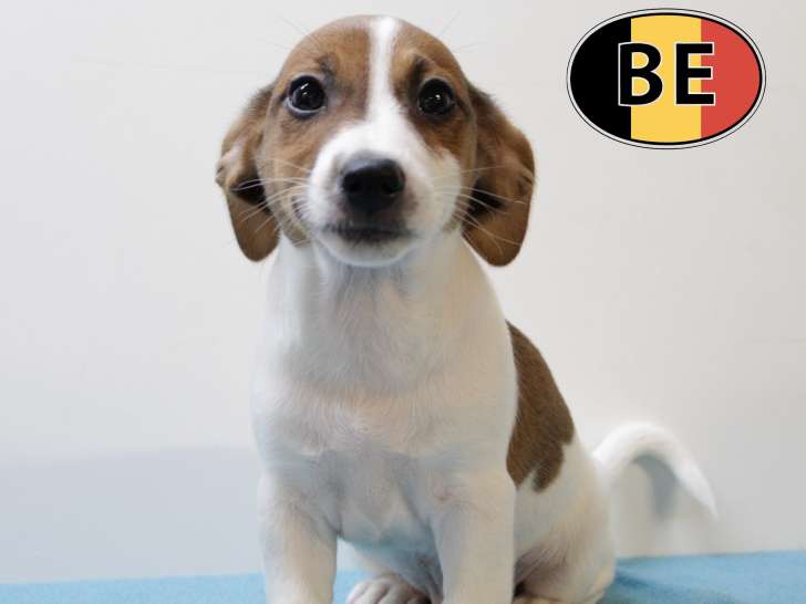 Jack Russell - Chiots jouettes à vendre