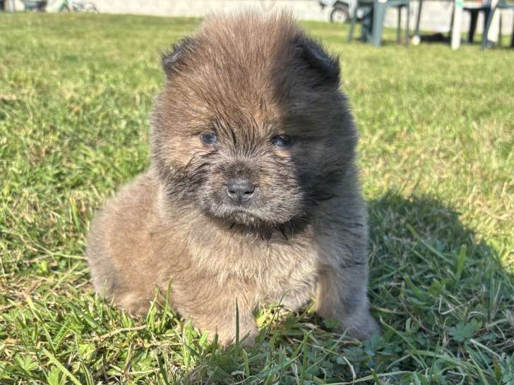 Chow Chow LOF à vendre