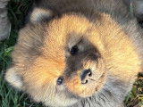Chow Chow LOF à vendre