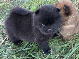 Chow Chow LOF à vendre