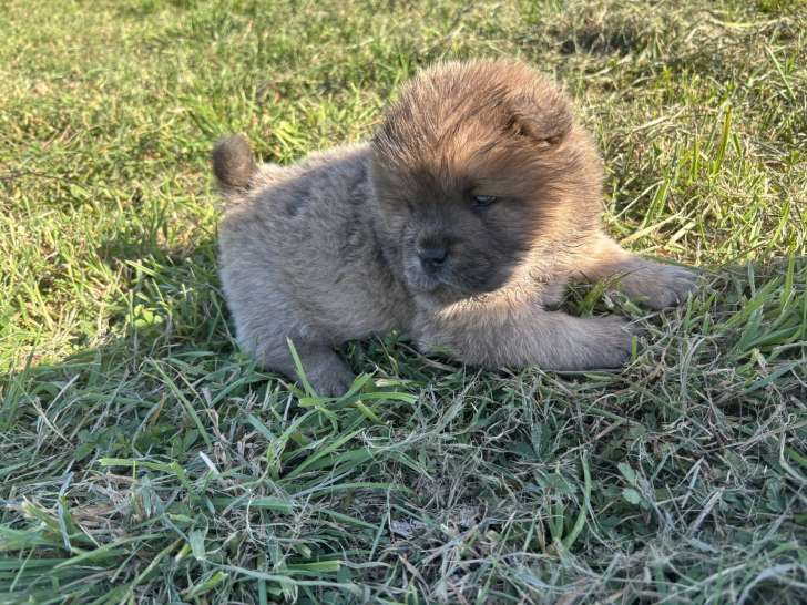 Chow Chow LOF à vendre