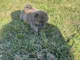 Chow Chow LOF à vendre