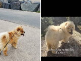 Chow Chow LOF à vendre