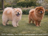 Chow Chow LOF à vendre