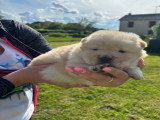 Chow Chow LOF à vendre