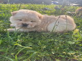Chow Chow LOF à vendre