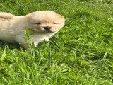 Chow Chow LOF à vendre