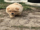 Chow Chow LOF à vendre