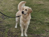 Beau Golden Retriever LOF disponible pour saillie