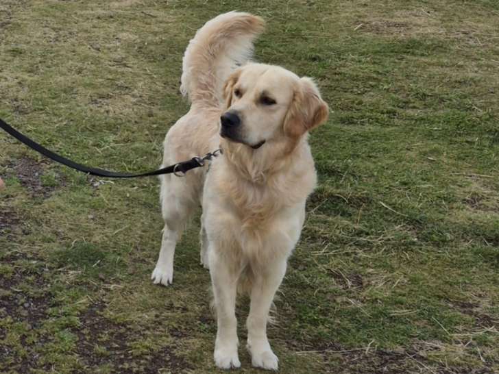 Beau Golden Retriever LOF disponible pour saillie
