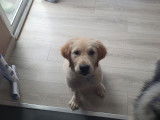 Beau Golden Retriever LOF disponible pour saillie