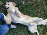Beau Golden Retriever LOF disponible pour saillie