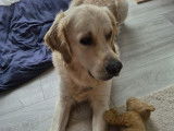 Beau Golden Retriever LOF disponible pour saillie