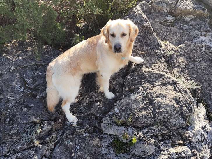 Beau Golden Retriever LOF disponible pour saillie