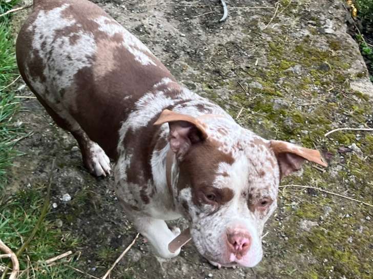 Jeune chien American Bully pocket merle tricolore chocolat à vendre