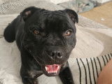 Mâle Staffordshire Bull Terrier disponible pour saillie