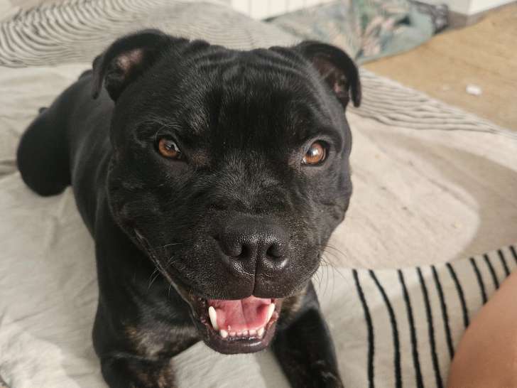 Mâle Staffordshire Bull Terrier disponible pour saillie