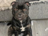 Mâle Staffordshire Bull Terrier disponible pour saillie