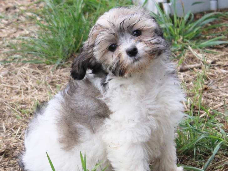 2 chiots Petit Chien Lion LOF disponibles