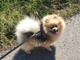 Une chienne Spitz Nain crème LOF de 5 ans disponible à la vente