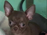 À vendre un chiot femelle Chihuahua (LOF)