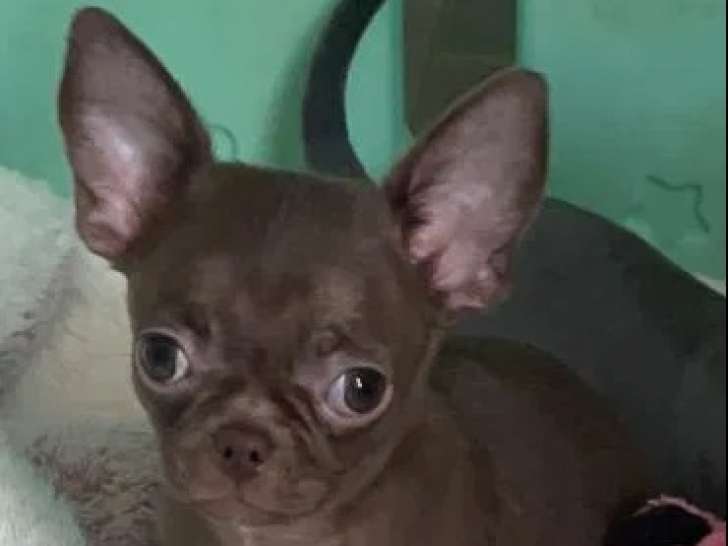 À vendre un chiot femelle Chihuahua (LOF)