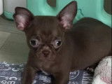 À vendre un chiot femelle Chihuahua (LOF)
