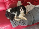 Chien Cavalier King Charles LOF tricolore de 7 ans à vendre