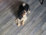 Chien Cavalier King Charles LOF tricolore de 7 ans à vendre
