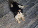 Chien Cavalier King Charles LOF tricolore de 7 ans à vendre
