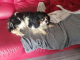 Chien Cavalier King Charles LOF tricolore de 7 ans à vendre