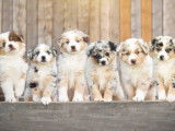 Des chiots Bergers Américains Miniatures LOF disponibles à l’achat