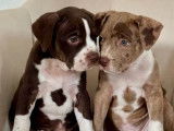 2 chiots American Bully disponibles à la vente (LOF)