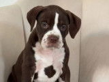 2 chiots American Bully disponibles à la vente (LOF)